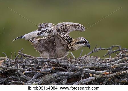 Picture - "Osprey or Sea Hawk (Pandion haliaetus), young birds on an eyrie, Kajaani sub-region, Finland, Europe". Fotosearch