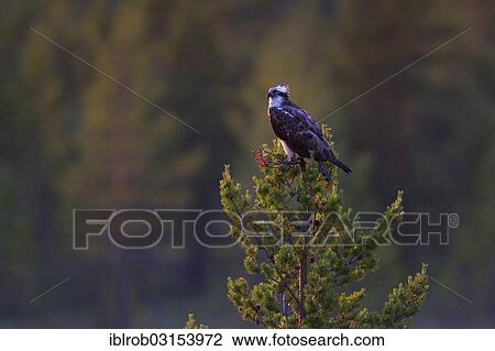 "Osprey or Sea Hawk (Pandion haliaetus), Kajaani sub-region, Finland, Europe" View Large Photo Image Stock Image - "Osprey or Sea Hawk (Pandion haliaetus), Kajaani sub-region, Finland, Europe". Fotosearch