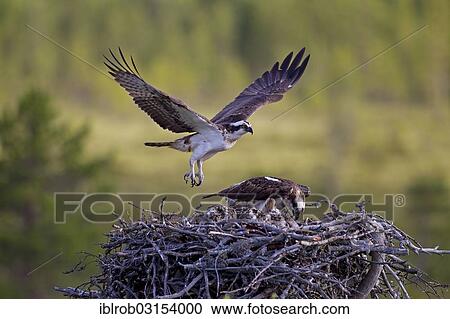 "Osprey or Sea Hawk (Pandion haliaetus), adult birds on an eyrie with young birds, Kajaani sub-region, Finland, Europe" View Large Photo Image Stock Image - "Osprey or Sea Hawk (Pandion haliaetus), adult birds on an eyrie with young birds, Kajaani sub-region, Finland, Europe". Fotosearch
