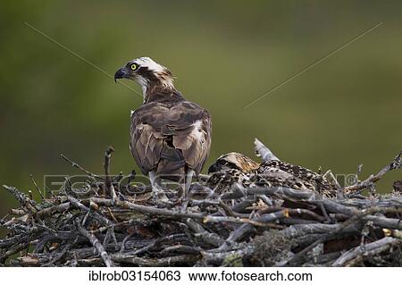 Stock Image - "Osprey or Sea Hawk (Pandion haliaetus), on an eyrie with young birds, Kajaani sub-region, Finland, Europe". Fotosearch