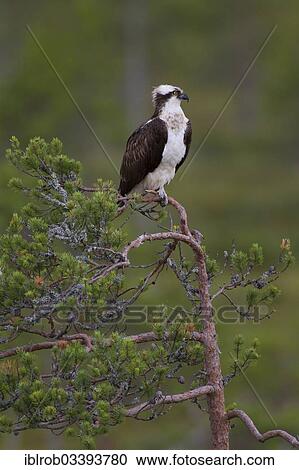 "Osprey or Sea Hawk (Pandion haliaetus), Kajaani sub-region, Finland, Europe" View Large Photo Image Stock Image - "Osprey or Sea Hawk (Pandion haliaetus), Kajaani sub-region, Finland, Europe". Fotosearch