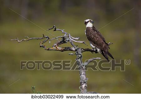 Stock Photo - "Osprey or Sea Hawk (Pandion haliaetus), Kajaani sub-region, Finland, Europe". Fotosearch