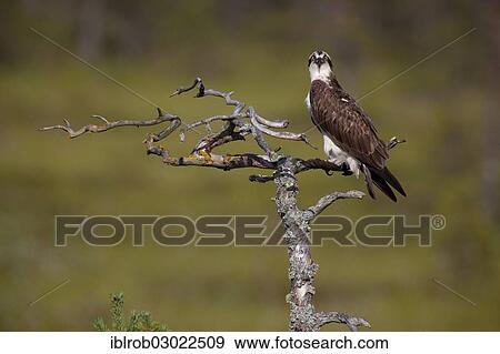 Stock Photo - "Osprey or Sea Hawk (Pandion haliaetus), Kajaani sub-region, Finland, Europe". Fotosearch