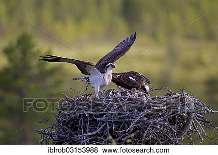 "Osprey or Sea Hawk (Pandion haliaetus), adult birds on an eyrie with young birds, Kajaani sub-region, Finland, Europe" View Large Photo Image Stock Photo - "Osprey or Sea Hawk (Pandion haliaetus), adult birds on an eyrie with young birds, Kajaani sub-region, Finland, Europe". Fotosearch