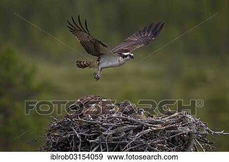 "Osprey or Sea Hawk (Pandion haliaetus), adult bird above an eyrie with young birds, Kajaani sub-region, Finland, Europe" View Large Photo Image Stock Photo - "Osprey or Sea Hawk (Pandion haliaetus), adult bird above an eyrie with young birds, Kajaani sub-region, Finland, Europe". Fotosearch