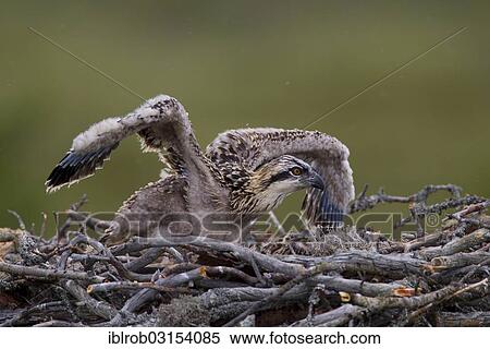 Stock Photography - "Osprey or Sea Hawk (Pandion haliaetus), young birds on an eyrie, Kajaani sub-region, Finland, Europe". Fotosearch