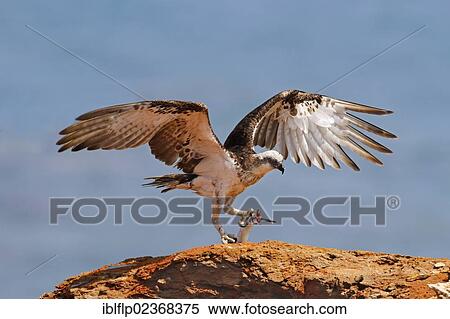 "Osprey (Pandion haliaetus cristatus), 'Eastern' subspecies, immature, feeding on fish catch, standing on rock, Western Australia, Australia, Oceania" View Large Photo Image Stock Photography - "Osprey (Pandion haliaetus cristatus), 'Eastern' subspecies, immature, feeding on fish catch, standing on rock, Western Australia, Australia, Oceania". Fotosearch