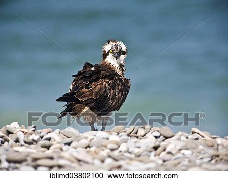 "Osprey (Pandion haliaetus), Oman, Asia" View Large Photo Image Stock Image - "Osprey (Pandion haliaetus), Oman, Asia". Fotosearch