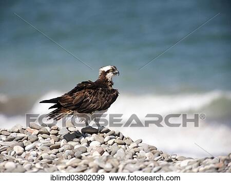 "Osprey (Pandion haliaetus), Oman, Asia" View Large Photo Image Stock Photo - "Osprey (Pandion haliaetus), Oman, Asia". Fotosearch
