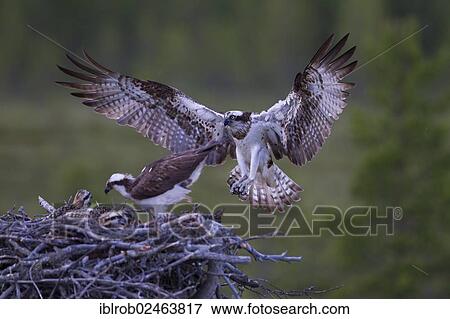 "Osprey (Pandion haliaetus), pair at a nest, Finland, Europe" View Large Photo Image Stock Photo - "Osprey (Pandion haliaetus), pair at a nest, Finland, Europe". Fotosearch
