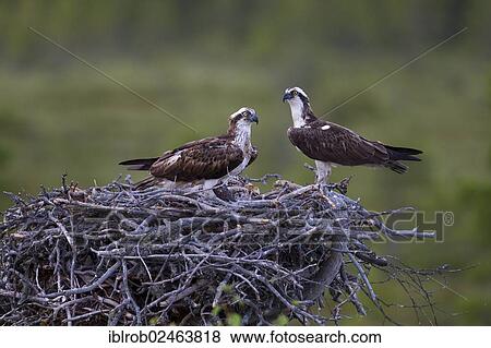 "Osprey (Pandion haliaetus), pair in a nest, Finland, Europe" View Large Photo Image Stock Photo - "Osprey (Pandion haliaetus), pair in a nest, Finland, Europe". Fotosearch