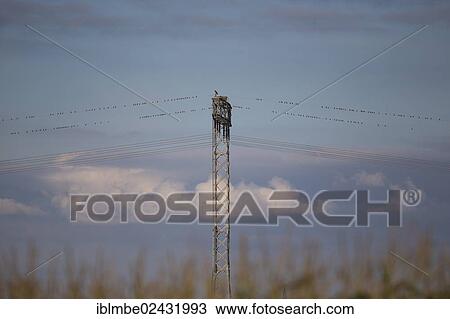 "Osprey (Pandion haliaetus) perched beside its nest on a high voltage power pylon, with many sparrows on the power lines beside it, near Potsdam-Paaren, Havelland, Brandenburg, Germany, Europe" View Large Photo Image Stock Image - "Osprey (Pandion haliaetus) perched beside its nest on a high voltage power pylon, with many sparrows on the power lines beside it, near Potsdam-Paaren, Havelland, Brandenburg, Germany, Europe". Fotosearch