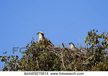 Picture - "Osprey (Pandion haliaetus carolinensis) with a young bird in the nest, Everglades-Nationalpark, Florida, United States, North America". Fotosearch