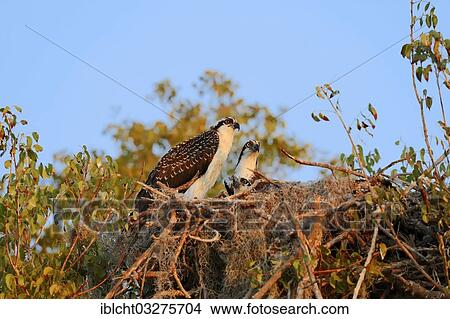 "Osprey (Pandion haliaetus carolinensis), young bird in the nest, Everglades-Nationalpark, Florida, United States, North America" View Large Photo Image Picture - "Osprey (Pandion haliaetus carolinensis), young bird in the nest, Everglades-Nationalpark, Florida, United States, North America". Fotosearch