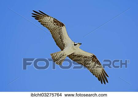 "Osprey (Pandion haliaetus carolinensis) in flight, Everglades-Nationalpark, Florida, United States, North America" View Large Photo Image Picture - "Osprey (Pandion haliaetus carolinensis) in flight, Everglades-Nationalpark, Florida, United States, North America". Fotosearch