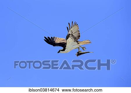 "Osprey (Pandion haliaetus carolinensis) flying with captured fish, Sanibel Island, Florida, USA" View Large Photo Image Picture - "Osprey (Pandion haliaetus carolinensis) flying with captured fish, Sanibel Island, Florida, USA". Fotosearch