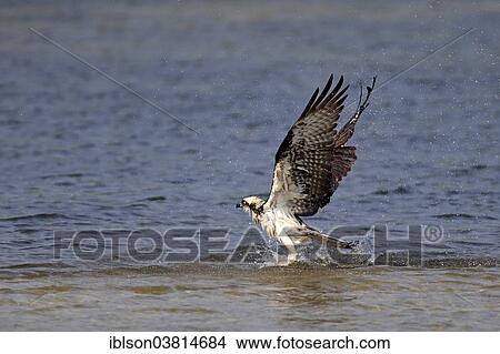 "Osprey (Pandion haliaetus carolinensis), starting, Sanibel Island, Florida, USA" View Large Photo Image Picture - "Osprey (Pandion haliaetus carolinensis), starting, Sanibel Island, Florida, USA". Fotosearch