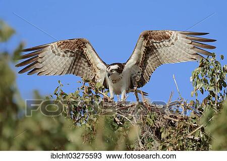 Stock Image - "Osprey (Pandion haliaetus carolinensis) on the nest with its wings spread, Everglades-Nationalpark, Florida, United States, North America". Fotosearch