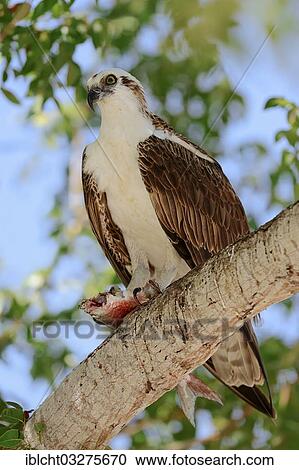 Stock Image - "Osprey (Pandion haliaetus carolinensis) with a caught fish, Everglades-Nationalpark, Florida, United States, North America". Fotosearch