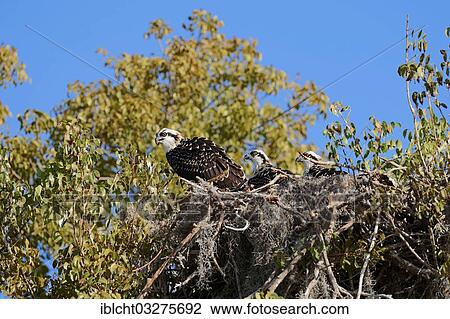 "Osprey (Pandion haliaetus carolinensis), young bird in the nest, Everglades-Nationalpark, Florida, United States, North America" View Large Photo Image Stock Image - "Osprey (Pandion haliaetus carolinensis), young bird in the nest, Everglades-Nationalpark, Florida, United States, North America". Fotosearch