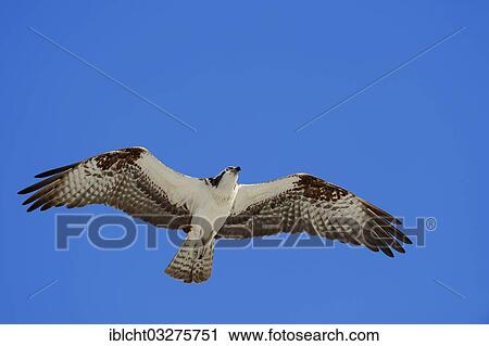 Stock Image - "Osprey (Pandion haliaetus carolinensis) in flight, Everglades-Nationalpark, Florida, United States, North America". Fotosearch