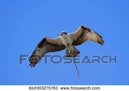 "Osprey (Pandion haliaetus carolinensis) in flight with nesting material, Everglades-Nationalpark, Florida, United States, North America" View Large Photo Image Stock Image - "Osprey (Pandion haliaetus carolinensis) in flight with nesting material, Everglades-Nationalpark, Florida, United States, North America". Fotosearch