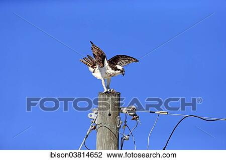"Osprey (Pandion haliaetus carolinensis), with fish prey, Sanibel Island, Florida, USA" View Large Photo Image Stock Image - "Osprey (Pandion haliaetus carolinensis), with fish prey, Sanibel Island, Florida, USA". Fotosearch