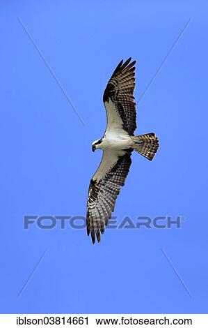 "Osprey (Pandion haliaetus carolinensis), flying, Sanibel Island, Florida, USA" View Large Photo Image Stock Image - "Osprey (Pandion haliaetus carolinensis), flying, Sanibel Island, Florida, USA". Fotosearch