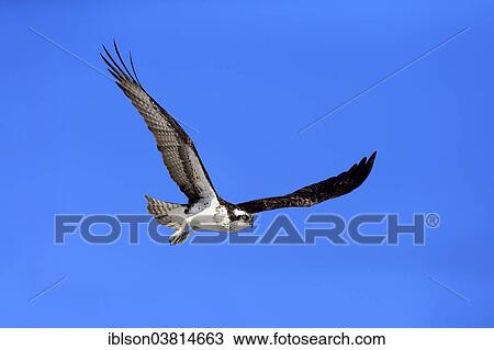 "Osprey (Pandion haliaetus carolinensis), flying, Sanibel Island, Florida, USA" View Large Photo Image Stock Image - "Osprey (Pandion haliaetus carolinensis), flying, Sanibel Island, Florida, USA". Fotosearch