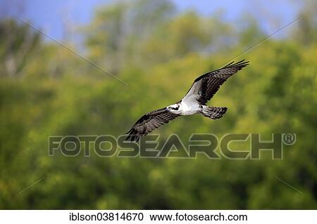 "Osprey (Pandion haliaetus carolinensis), flying, Sanibel Island, Florida, USA" View Large Photo Image Stock Image - "Osprey (Pandion haliaetus carolinensis), flying, Sanibel Island, Florida, USA". Fotosearch