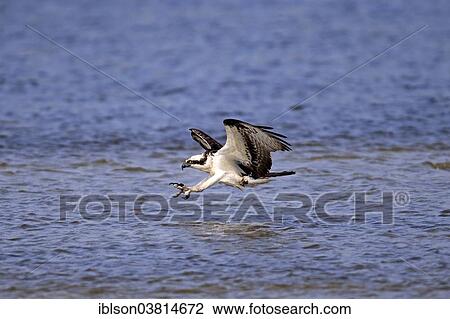 "Osprey (Pandion haliaetus carolinensis), flying, hunting, Sanibel Island, Florida, USA" View Large Photo Image Stock Image - "Osprey (Pandion haliaetus carolinensis), flying, hunting, Sanibel Island, Florida, USA". Fotosearch