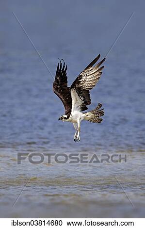 "Osprey (Pandion haliaetus carolinensis), flying, Sanibel Island, Florida, USA" View Large Photo Image Stock Image - "Osprey (Pandion haliaetus carolinensis), flying, Sanibel Island, Florida, USA". Fotosearch