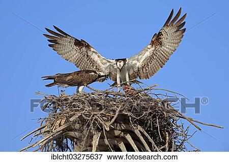 Stock Photo - "Osprey (Pandion haliaetus carolinensis), pair in the nest, Everglades-Nationalpark, Florida, United States, North America". Fotosearch