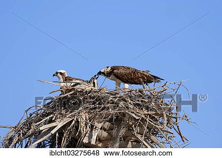"Osprey (Pandion haliaetus carolinensis), pair with a young bird in the nest, Everglades-Nationalpark, Florida, United States, North America" View Large Photo Image Stock Photo - "Osprey (Pandion haliaetus carolinensis), pair with a young bird in the nest, Everglades-Nationalpark, Florida, United States, North America". Fotosearch