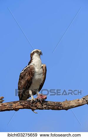 "Osprey (Pandion haliaetus carolinensis) with a fish, Everglades-Nationalpark, Florida, United States, North America" View Large Photo Image Stock Photo - "Osprey (Pandion haliaetus carolinensis) with a fish, Everglades-Nationalpark, Florida, United States, North America". Fotosearch