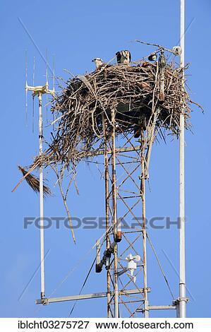 Stock Photo - "Osprey (Pandion haliaetus carolinensis) with a young bird in the nest on a transmission tower, Everglades-Nationalpark, Florida, United States, North America". Fotosearch