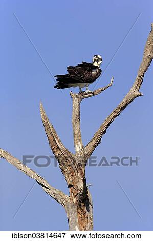 "Osprey (Pandion haliaetus carolinensis), perch, Sanibel Island, Florida, USA" View Large Photo Image Stock Photo - "Osprey (Pandion haliaetus carolinensis), perch, Sanibel Island, Florida, USA". Fotosearch