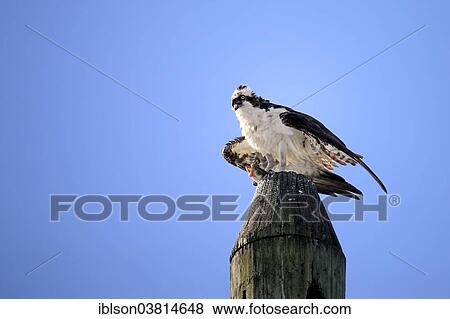 "Osprey (Pandion haliaetus carolinensis), with fish prey, Sanibel Island, Florida, USA" View Large Photo Image Stock Photo - "Osprey (Pandion haliaetus carolinensis), with fish prey, Sanibel Island, Florida, USA". Fotosearch