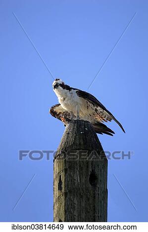 Stock Photo - "Osprey (Pandion haliaetus carolinensis), with fish prey, Sanibel Island, Florida, USA". Fotosearch