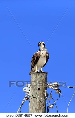 "Osprey (Pandion haliaetus carolinensis), perch, Sanibel Island, Florida, USA" View Large Photo Image Stock Photo - "Osprey (Pandion haliaetus carolinensis), perch, Sanibel Island, Florida, USA". Fotosearch