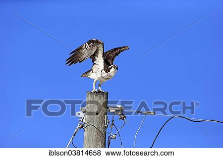 "Osprey (Pandion haliaetus carolinensis), starting, Sanibel Island, Florida, USA" View Large Photo Image Stock Photo - "Osprey (Pandion haliaetus carolinensis), starting, Sanibel Island, Florida, USA". Fotosearch
