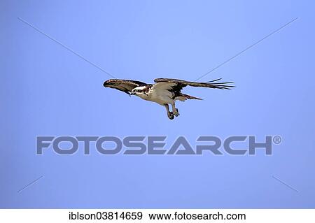 "Osprey (Pandion haliaetus carolinensis), flying, Sanibel Island, Florida, USA" View Large Photo Image Stock Photo - "Osprey (Pandion haliaetus carolinensis), flying, Sanibel Island, Florida, USA". Fotosearch