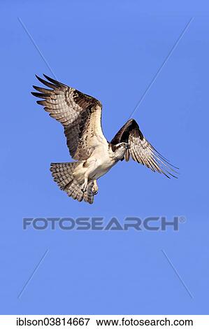 "Osprey (Pandion haliaetus carolinensis), flying, Sanibel Island, Florida, USA" View Large Photo Image Stock Photo - "Osprey (Pandion haliaetus carolinensis), flying, Sanibel Island, Florida, USA". Fotosearch