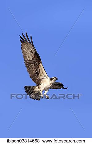 "Osprey (Pandion haliaetus carolinensis), flying, Sanibel Island, Florida, USA" View Large Photo Image Stock Photo - "Osprey (Pandion haliaetus carolinensis), flying, Sanibel Island, Florida, USA". Fotosearch