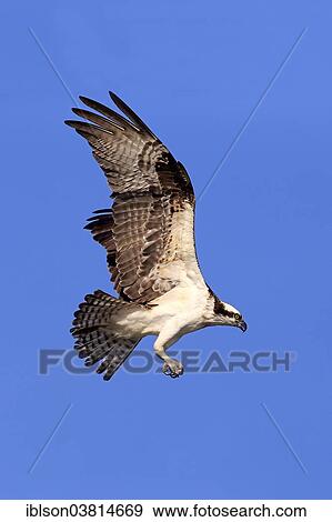 Stock Photo - "Osprey (Pandion haliaetus carolinensis), flying, Sanibel Island, Florida, USA". Fotosearch