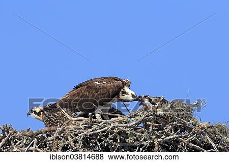 "Osprey (Pandion haliaetus carolinensis), adult feeding young birds in the aerie, Sanibel Island, Florida, USA" View Large Photo Image Stock Photo - "Osprey (Pandion haliaetus carolinensis), adult feeding young birds in the aerie, Sanibel Island, Florida, USA". Fotosearch