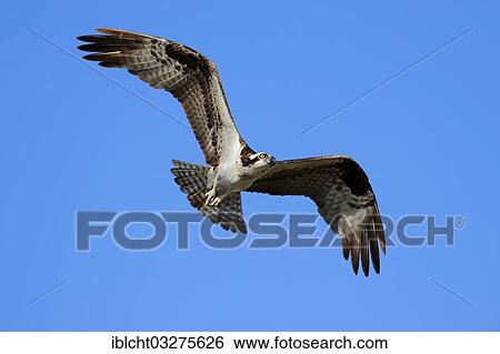 Stock Photograph - "Osprey (Pandion haliaetus carolinensis) in flight, Everglades-Nationalpark, Florida, United States, North America". Fotosearch