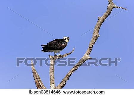 "Osprey (Pandion haliaetus carolinensis), perch, Sanibel Island, Florida, USA" View Large Photo Image Stock Photograph - "Osprey (Pandion haliaetus carolinensis), perch, Sanibel Island, Florida, USA". Fotosearch