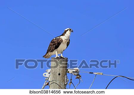 "Osprey (Pandion haliaetus carolinensis), perch, Sanibel Island, Florida, USA" View Large Photo Image Stock Photograph - "Osprey (Pandion haliaetus carolinensis), perch, Sanibel Island, Florida, USA". Fotosearch
