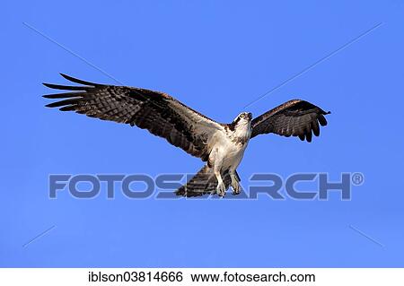 "Osprey (Pandion haliaetus carolinensis), flying, Sanibel Island, Florida, USA" View Large Photo Image Stock Photograph - "Osprey (Pandion haliaetus carolinensis), flying, Sanibel Island, Florida, USA". Fotosearch
